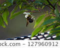 Carpenter bee on a leaf 127960912
