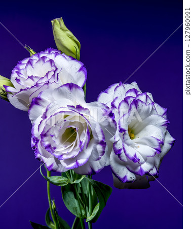 Stunning White and Purple Eustoma Flowers on a Purple Background Stunning White and Purple Eustoma Flowers on a Purple Background 127960991