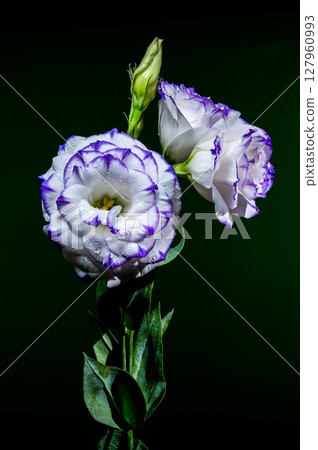 Beautiful White and Purple Eustoma Flowers on a Green Background 127960993