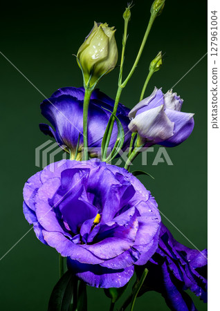 Elegant Purple Eustoma Flowers and Buds on a Green Background Elegant Purple Eustoma Flowers and Buds on a Green Background 127961004