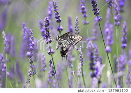 Swallowtail butterfly sucking nectar from lavender 127961100