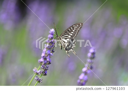 Swallowtail butterfly sucking nectar from lavender 127961103