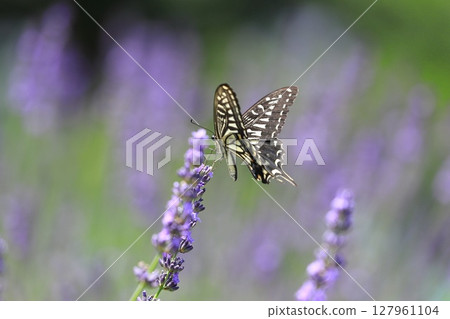 Swallowtail butterfly sucking nectar from lavender 127961104