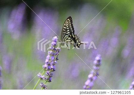 Swallowtail butterfly sucking nectar from lavender 127961105