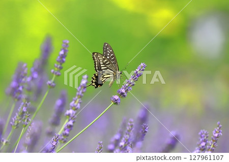 燕尾燕尾吸吮薰衣草花蜜 127961107