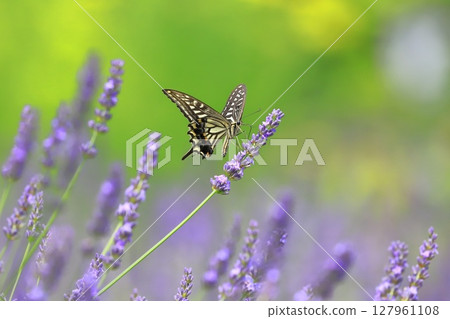 Swallowtail butterfly sucking nectar from lavender 127961108