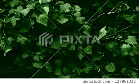 醋植物 127961338