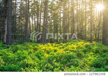 Sunlight filters gently through tall pine trees in a serene forest during spring. Lush green underbrush thrives, capturing the beauty of nature's renewal and tranquility. Sunlight filters gently through tall pine trees in a serene forest during spring. Lush green underbrush thrives, capturing the beauty of nature's renewal and tranquility. 127961348