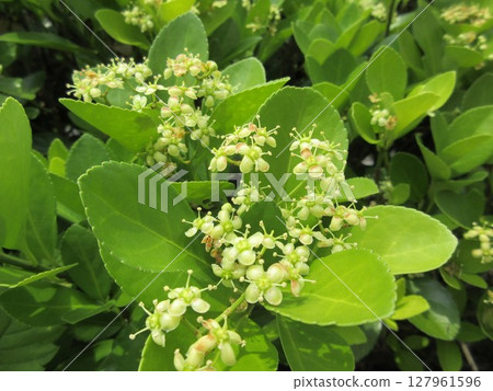 大葉黃楊的花，常用作樹籬和路邊樹 127961596