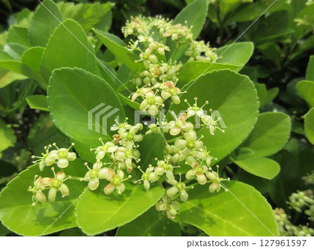 大葉黃楊的花，常用作樹籬和路邊樹 127961597