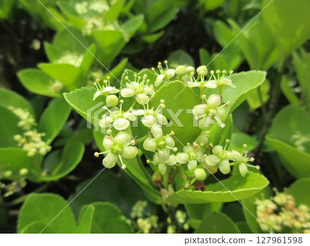 大葉黃楊的花，常用作樹籬和路邊樹 127961598