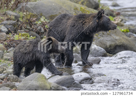 熊媽媽和熊寶寶在找魚 127961734