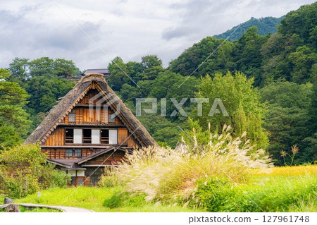[World Heritage] Shirakawa-go in early autumn with ripe rice [Gifu Prefecture] 127961748