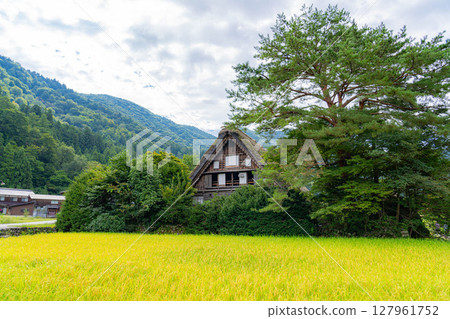[World Heritage] Shirakawa-go in early autumn with ripe rice [Gifu Prefecture] 127961752