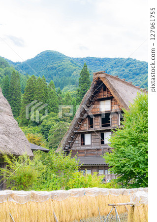 [World Heritage] Shirakawa-go in early autumn with ripe rice [Gifu Prefecture] 127961755