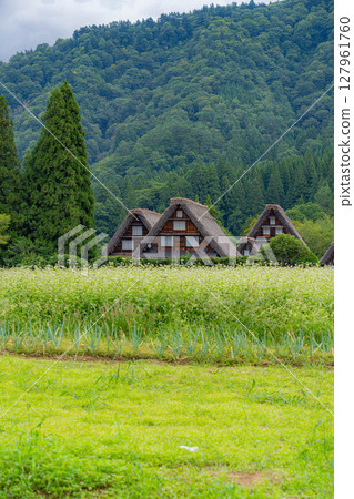 [世界遺產]初秋稻穀成熟的白川鄉[岐阜縣] 127961760