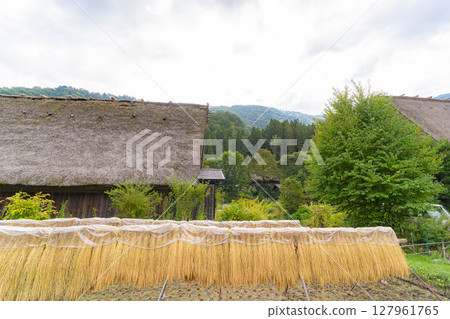 [World Heritage] Shirakawa-go in early autumn with ripe rice [Gifu Prefecture] 127961765
