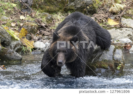 Brown bear obsessed with catching fish 127961806