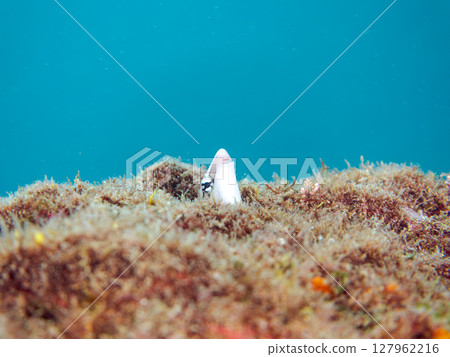 A cute false black-striped blenny (Blenniidae) peeking out of a hole. Hirizohama Nakagi Minamiizu Town Izu Peninsula Shizuoka Prefecture 2024 A cute false black-striped blenny (Blenniidae) peeking out of a hole. Hirizohama Nakagi Minamiizu Town Izu Peninsula Shizuoka Prefecture 2024 127962216