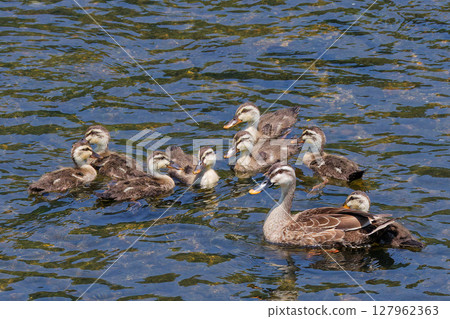 Spot-billed ducklings gather around their parents 127962363