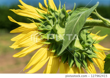 Landscape with summer flowers Landscape with summer flowers 127962415