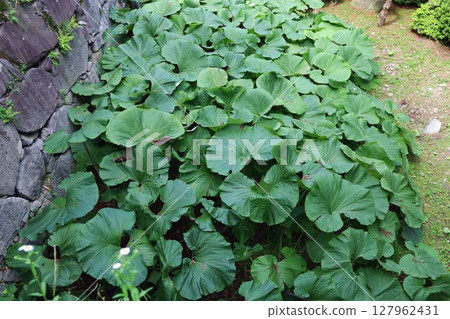 Plants around Morioka Castle ruins, such as butterbur Plants around Morioka Castle ruins, such as butterbur 127962431
