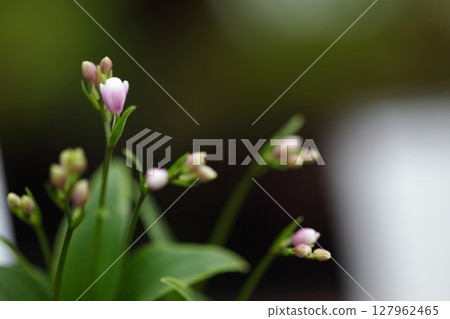 Variegated rock thrush flower Variegated rock thrush flower 127962465