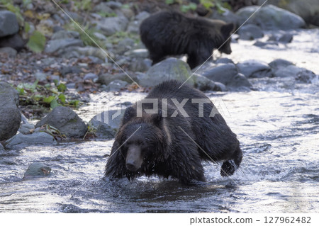 Mother bear and cub catching fish Mother bear and cub catching fish 127962482