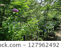 Hydrangeas blooming in the grounds of Hondo-ji Temple in Matsudo City 127962492