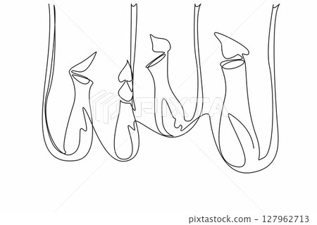 Continuous one line drawing some nepenthes hanging. Plants that produce acidic fluids to digest insects. The pitcher plants. World Carnivorous Plant Day. Single line draw design vector illustration Continuous one line drawing some nepenthes hanging. Plants that produce acidic fluids to digest insects. The pitcher plants. World Carnivorous Plant Day. Single line draw design vector illustration 127962713