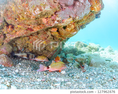 Beautiful flock of red goatfish, white goatfish, and other fish. Hirizohama Nakagi Minamiizu Town Izu Peninsula Shizuoka Prefecture 2024 127962876