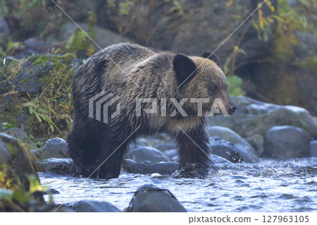 尋找魚的棕熊 127963105