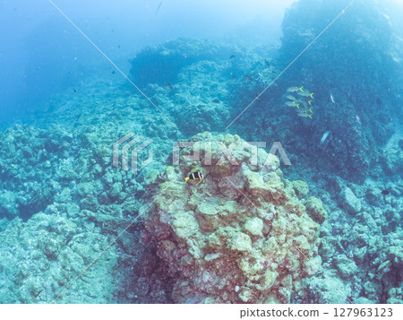 一群小丑魚、紅鯢鰹和白鯢鰹。靜岡縣伊豆半島南伊豆町 Hirizohama Nakagi 2024 127963123