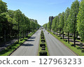 Tulip trees along the west main street in Tsukuba city 127963233