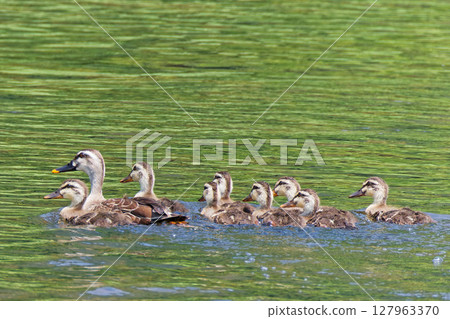 A family of spot-billed ducks swimming in a river in early summer 127963370