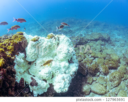 A beautiful flock of red goatfish, white goatfish (family Goatfishidae) and others. Hirizohama Nakagi Minamiizu Town Izu Peninsula Shizuoka Prefecture 2024 A beautiful flock of red goatfish, white goatfish (family Goatfishidae) and others. Hirizohama Nakagi Minamiizu Town Izu Peninsula Shizuoka Prefecture 2024 127963691