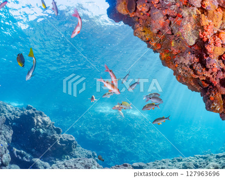 A beautiful flock of red goatfish, white goatfish (family Goatfishidae) and others. Hirizohama Nakagi Minamiizu Town Izu Peninsula Shizuoka Prefecture 2024 127963696