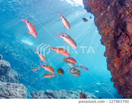 A beautiful flock of red goatfish, white goatfish (family Goatfishidae) and others. Hirizohama Nakagi Minamiizu Town Izu Peninsula Shizuoka Prefecture 2024 127963700