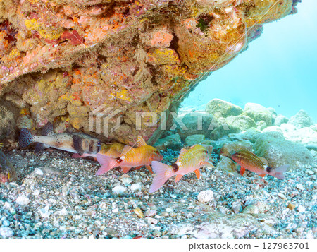 A beautiful flock of red goatfish, white goatfish (family Goatfishidae) and others. Hirizohama Nakagi Minamiizu Town Izu Peninsula Shizuoka Prefecture 2024 127963701