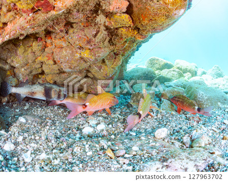 A beautiful flock of red goatfish, white goatfish (family Goatfishidae) and others. Hirizohama Nakagi Minamiizu Town Izu Peninsula Shizuoka Prefecture 2024 127963702