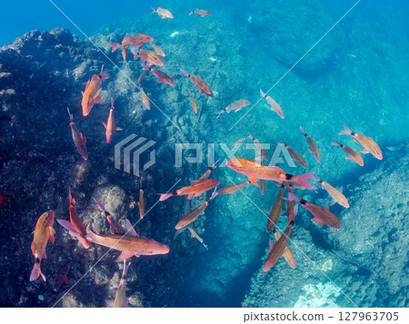 一群美麗的紅色鯢魚、中華鯢魚(鯢科)和其他魚類。 Hirizohama Nakagi 南伊豆鎮 伊豆半島 靜岡縣 2024 一群美麗的紅色鯢魚、中華鯢魚(鯢科)和其他魚類。 Hirizohama Nakagi 南伊豆鎮 伊豆半島 靜岡縣 2024 127963705