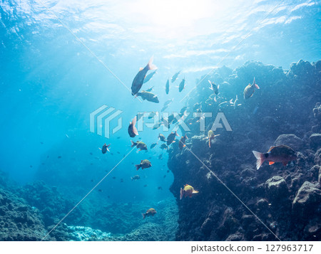 A beautiful flock of red goatfish, white goatfish (family Goatfishidae) and others. Hirizohama Nakagi Minamiizu Town Izu Peninsula Shizuoka Prefecture 2024 127963717