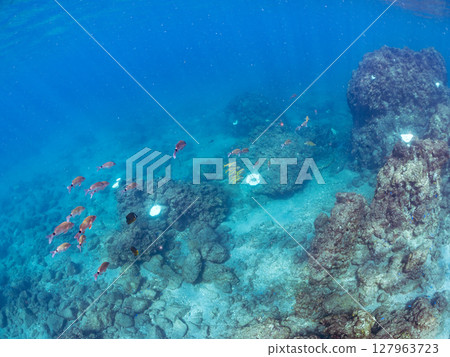 A beautiful flock of red goatfish, white goatfish (family Goatfishidae) and others. Hirizohama Nakagi Minamiizu Town Izu Peninsula Shizuoka Prefecture 2024 127963723