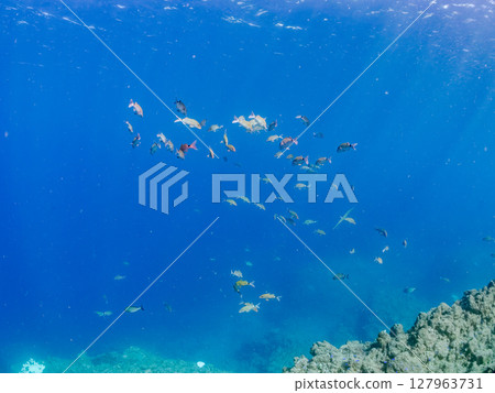 A beautiful flock of red goatfish, white goatfish (family Goatfishidae) and others. Hirizohama Nakagi Minamiizu Town Izu Peninsula Shizuoka Prefecture 2024 127963731