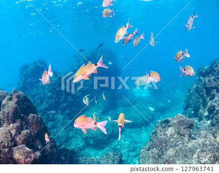 A beautiful flock of red goatfish, white goatfish (family Goatfishidae) and others. Hirizohama Nakagi Minamiizu Town Izu Peninsula Shizuoka Prefecture 2024 127963741