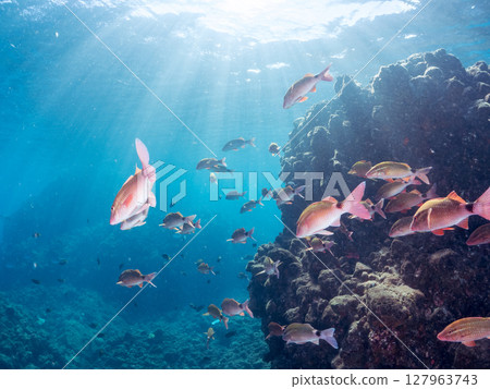 一群美麗的紅色鯢魚、中華鯢魚(鯢科)和其他魚類。 Hirizohama Nakagi 南伊豆鎮 伊豆半島 靜岡縣 2024 一群美麗的紅色鯢魚、中華鯢魚(鯢科)和其他魚類。 Hirizohama Nakagi 南伊豆鎮 伊豆半島 靜岡縣 2024 127963743