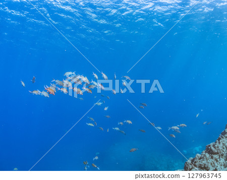 一群美麗的紅色鯢魚、中華鯢魚(鯢科)和其他魚類。 Hirizohama Nakagi 南伊豆鎮 伊豆半島 靜岡縣 2024 一群美麗的紅色鯢魚、中華鯢魚(鯢科)和其他魚類。 Hirizohama Nakagi 南伊豆鎮 伊豆半島 靜岡縣 2024 127963745