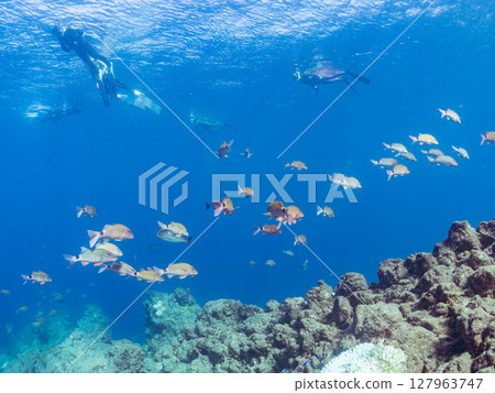 A beautiful flock of red goatfish, white goatfish (family Goatfishidae) and others. Hirizohama Nakagi Minamiizu Town Izu Peninsula Shizuoka Prefecture 2024 127963747