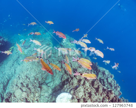 A beautiful flock of red goatfish, white goatfish (family Goatfishidae) and others. Hirizohama Nakagi Minamiizu Town Izu Peninsula Shizuoka Prefecture 2024 127963748