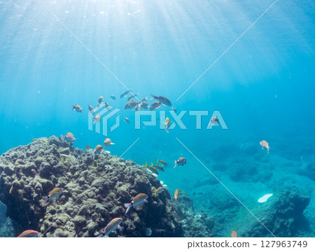 A beautiful flock of red goatfish, white goatfish (family Goatfishidae) and others. Hirizohama Nakagi Minamiizu Town Izu Peninsula Shizuoka Prefecture 2024 127963749
